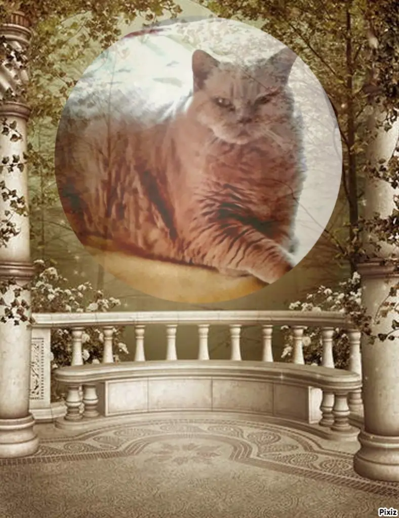 Condolence image of Tanja mit Timmy im Herzen 