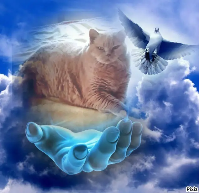 Condolence image of Tanja mit Timmy im Herzen