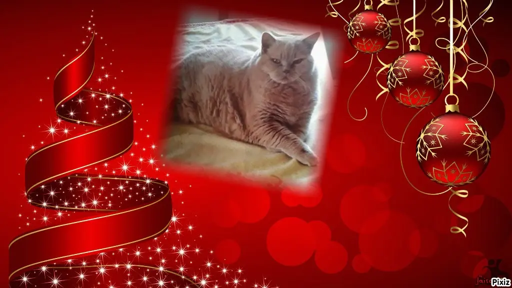 Condolence image of Tanja mit Timmy im Herzen