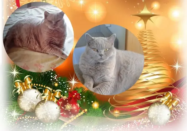 Condolence image of Frohe❤❤❤Weihnachten❤❤❤