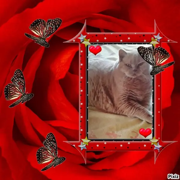 Condolence image of Tanja mit Timmy im Herzen