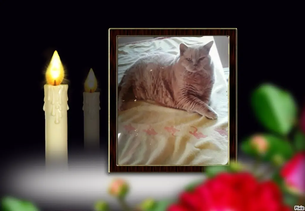 Condolence image of Tanja mit Timmy im Herzen