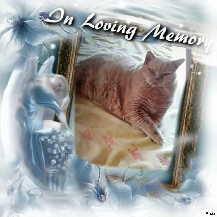 Condolence image of Tanja mit Timmy im Herzen