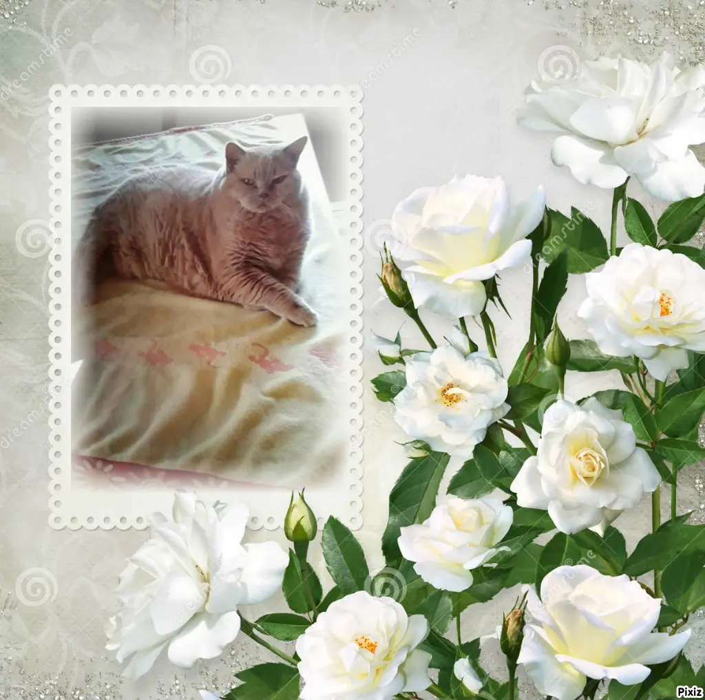 Condolence image of Tanja mit Timmy im Herzen
