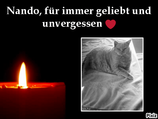 Condolence image of Tanja mit Timmy im Herzen