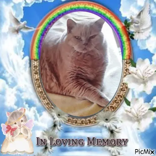 Condolence image of 4.Sternchen❤️Gedenktag❤️❤️❤️❤️