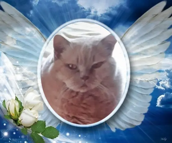 Condolence image of 4.Sternchen⭐️Gedenktag❤️⭐️❤️