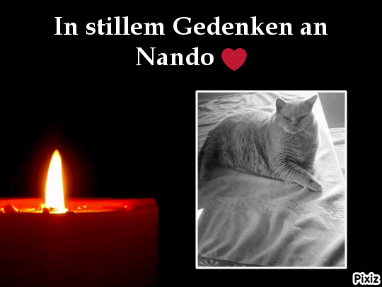 Condolence image of Tanja mit Timmy im Herzen