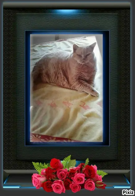 Condolence image of Tanja mit Timmy im Herzen