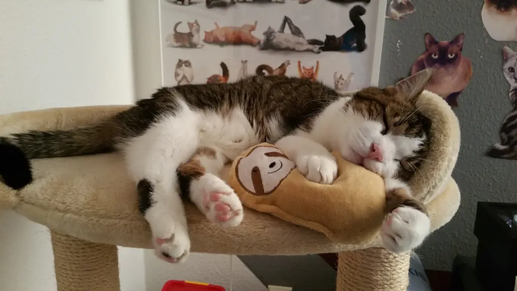 Condolence image of Tanja mit Timmy im Herzen