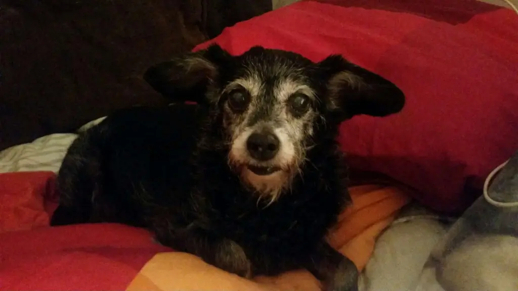 Condolence image of Patrick.