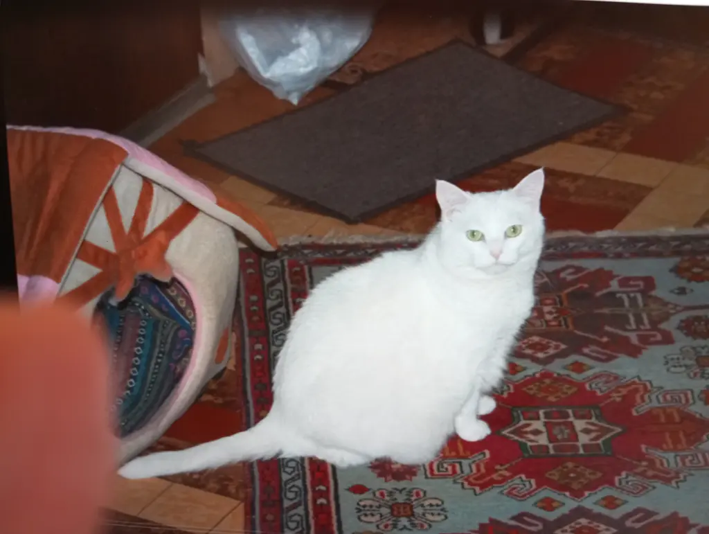 Condolence image of Heike