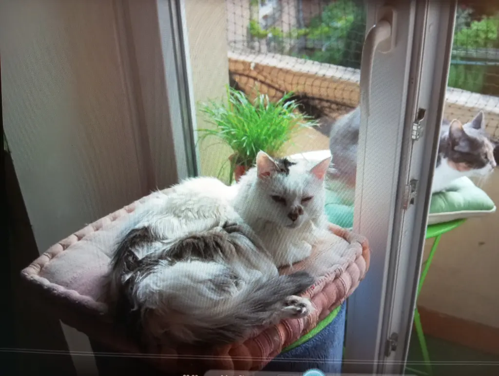 Condolence image of Heike