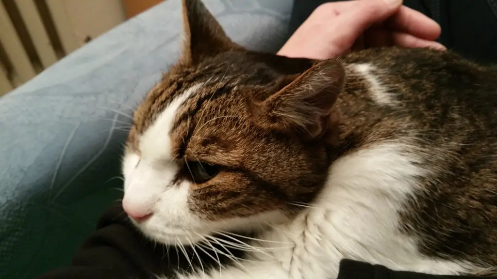 Andachtsbild von Tanja mit Timmy im Herzen
