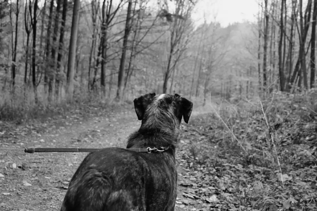 Bild von Dusty