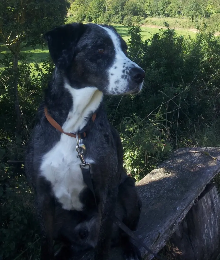 Bild von Dusty