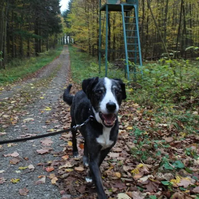 Bild von Dusty