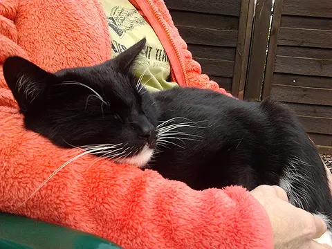 Andachtsbild von Claudia mit Mäußchen im Herzen