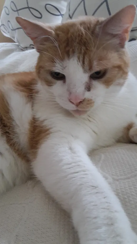 Andachtsbild von Mein Tigger