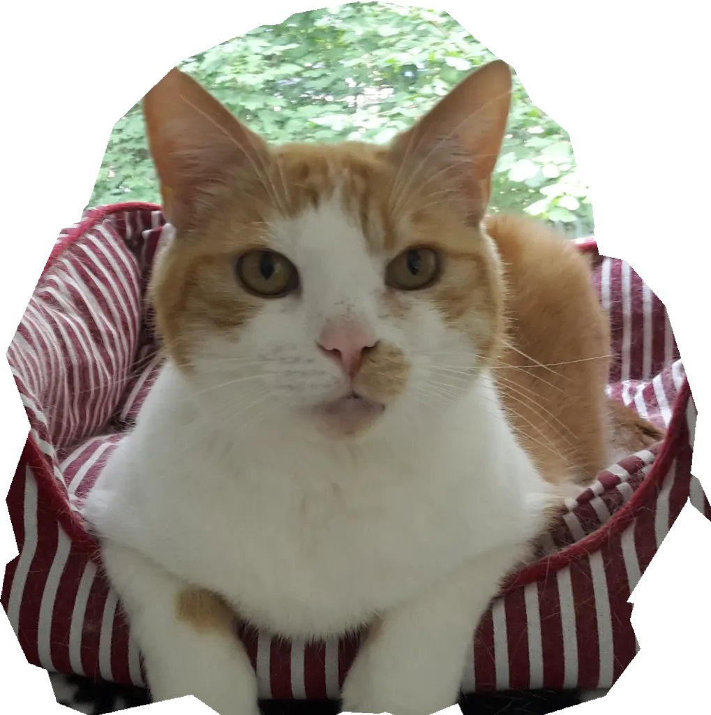 Bild von Tigger