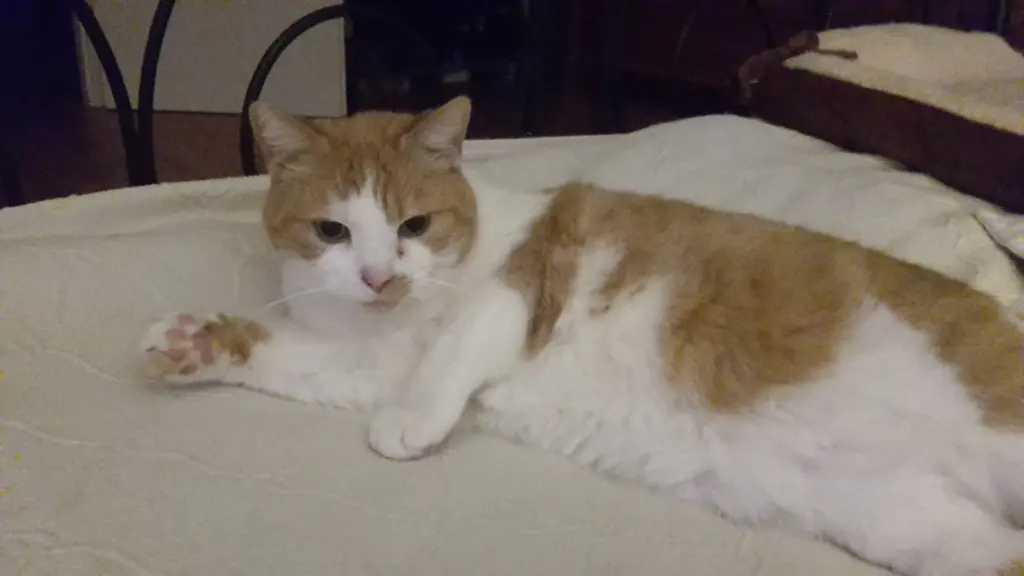 Bild von Tigger