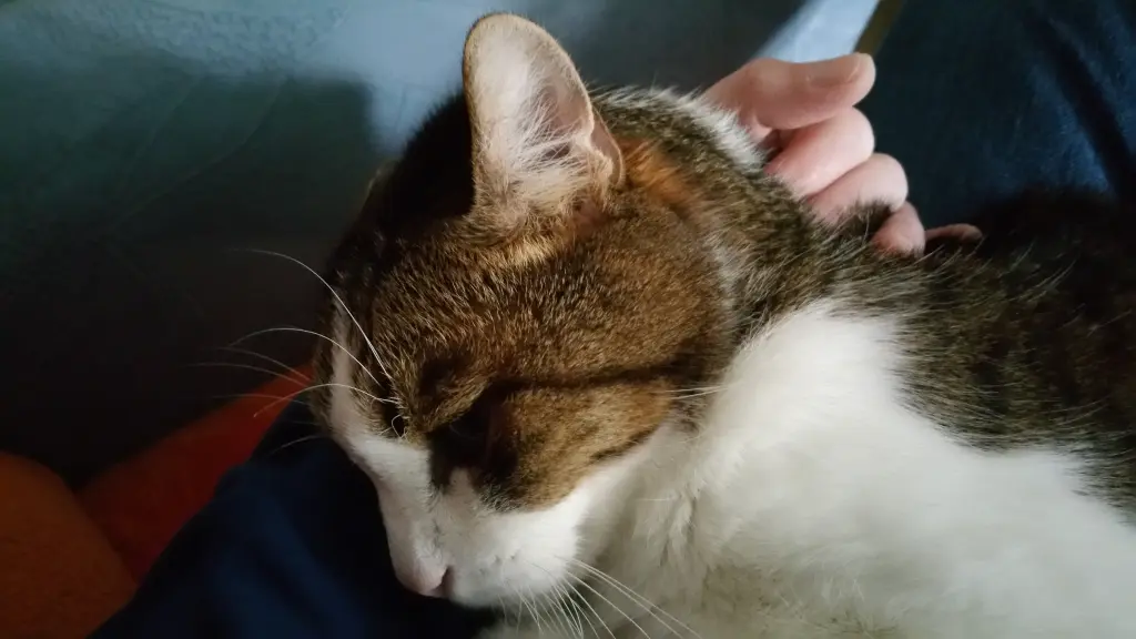 Condolence image of Tanja mit Timmy im Herzen