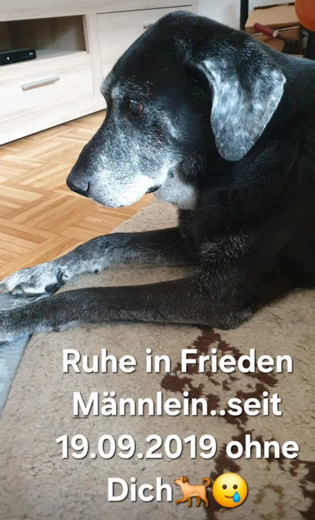 Condolence image of Woodys Frauchen