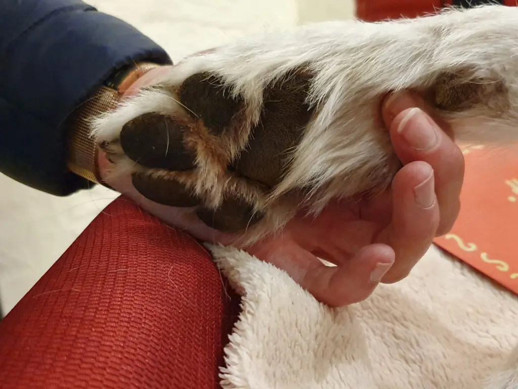 Andachtsbild von Marion