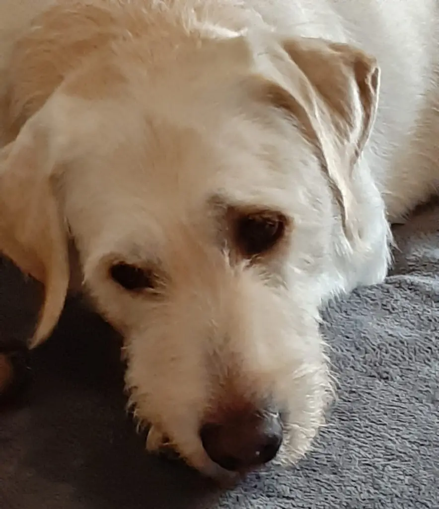 Andachtsbild von Marion