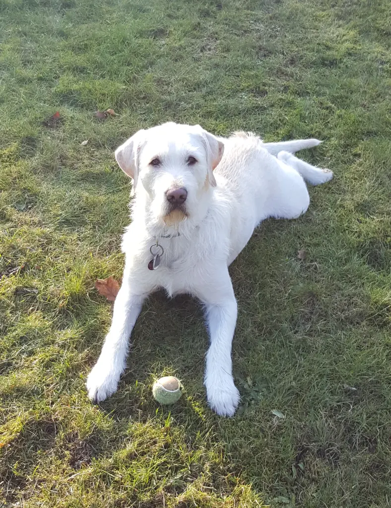 Andachtsbild von Für meinen Engel Boomer