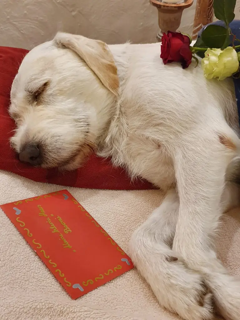 Andachtsbild von Unbekannt