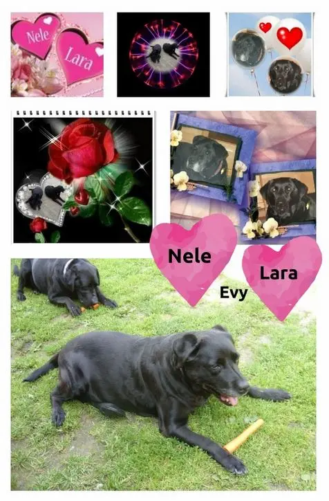 Condolence image of Rosen für Nele und Lara 