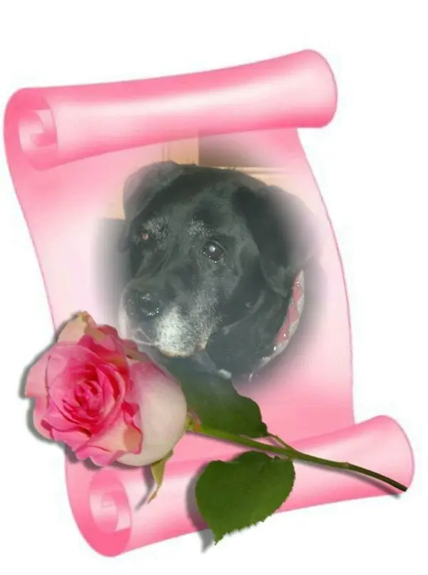 Condolence image of ❤️2. STERNCHEN❤️TAG❤️