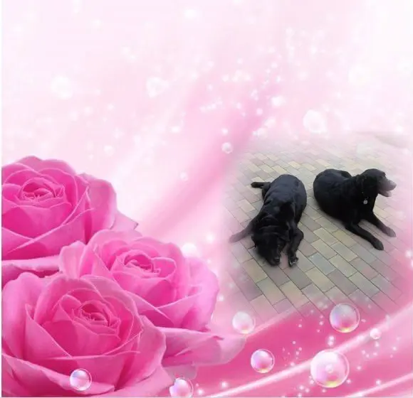 Condolence image of ❤️❤️❤️