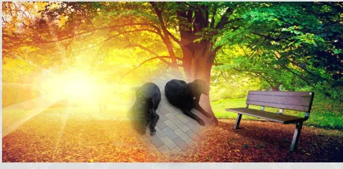 Condolence image of ❤️❤️❤️