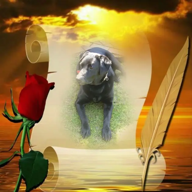 Condolence image of 1.STERNCHEN❤️GEDENKTAG❤️FUR LARA❤️