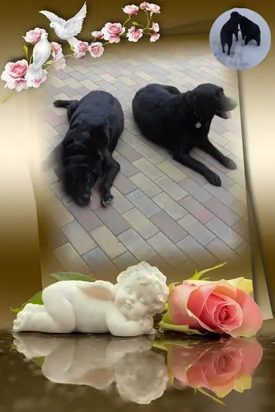 Condolence image of ❤️❤️❤️