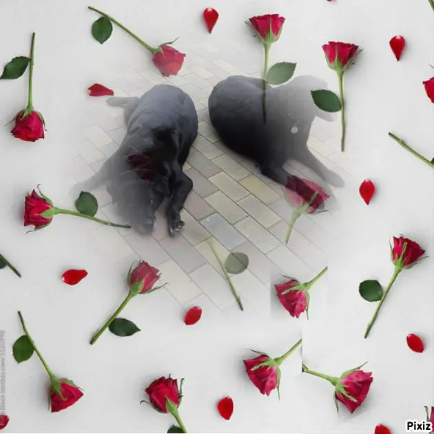 Condolence image of ❤️❤️❤️