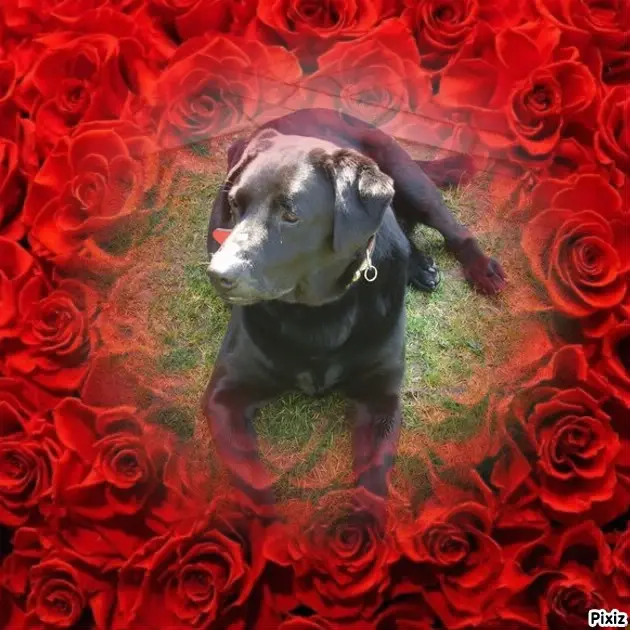 Condolence image of Sonntags Sternchen❤️Larchen❤️
