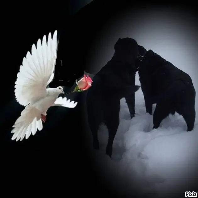 Condolence image of ❤️❤️❤️