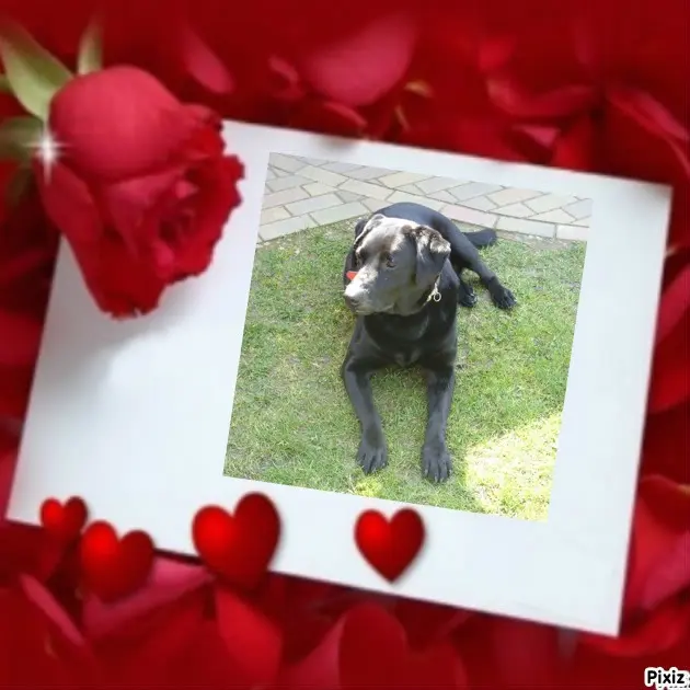 Condolence image of ❤️❤️❤️❤️❤️❤️❤️❤️❤️❤️❤️❤️❤️❤️❤️15.Monate...