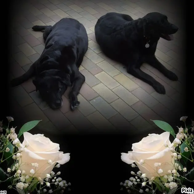 Condolence image of ❤️❤️❤️