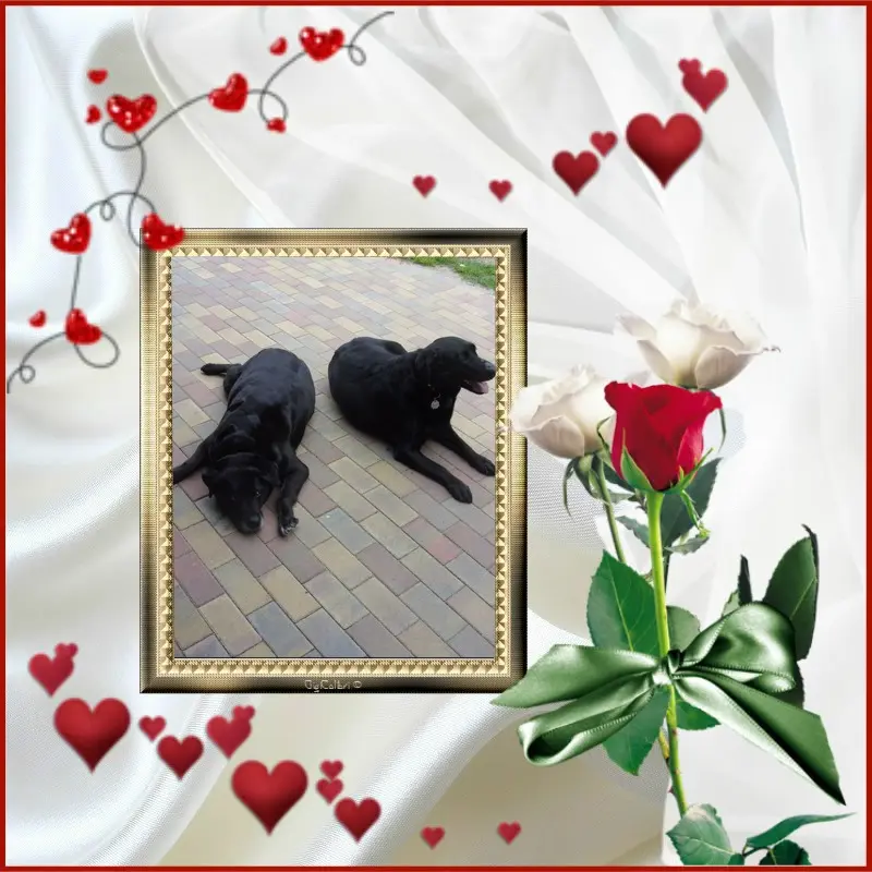 Condolence image of ❤️Nelchen❤️