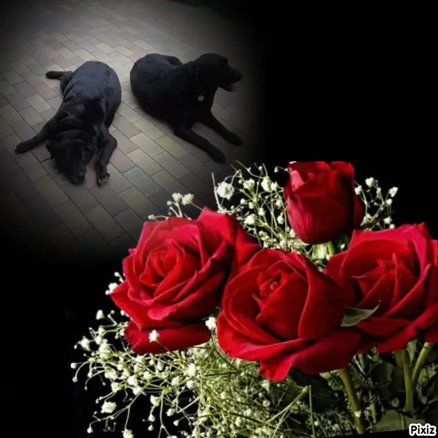 Condolence image of ❤️❤️❤️