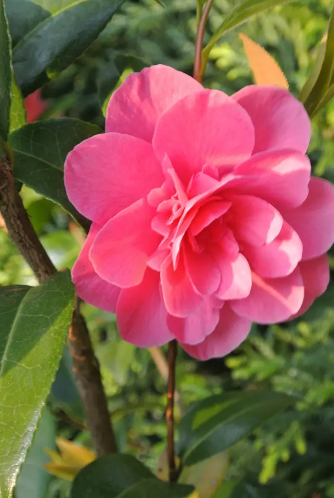 Condolence image of Brigitta