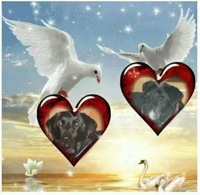 Condolence image of ❤️❤️❤️