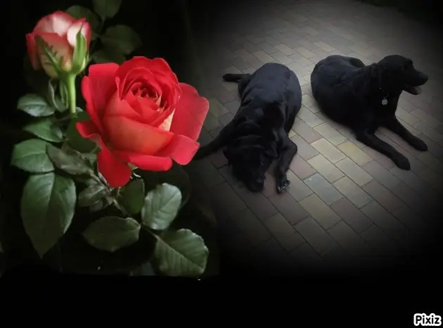 Condolence image of ❤️❤️❤️