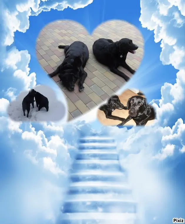 Condolence image of ❤️❤️❤️