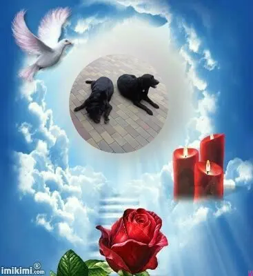 Condolence image of ❤️❤️❤️