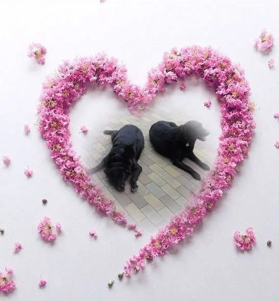 Condolence image of ❤️❤️❤️
